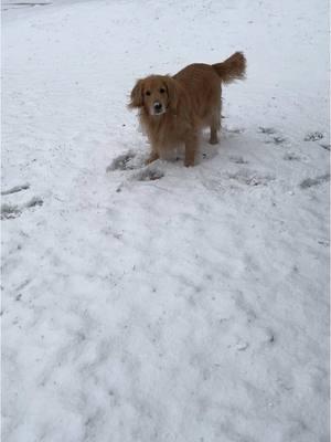 California boy meets snow  #santaiknowhim #snowdog #snowday #christmas #goldenretriever 