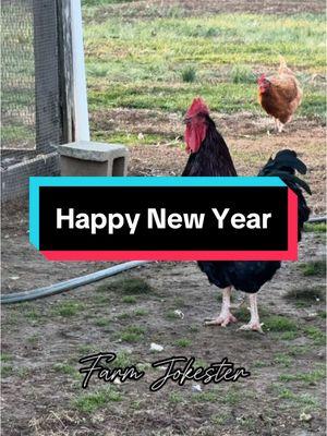 Happy New Year!, Happy New Year!, Happy New Year! #happynewyear #happynewyear2025 #2025 #newyear #newyearseve #newyearsresolution #newyears #hny #dadjokes #chicken #chickens #hen #hens #rooster #roosters #roostersofinstagram #nameyellingchicken #chickensofinstagram #backyardchickens #farmjokester #michaelsalerno  🎙️: Edigar Silva @borariechorar