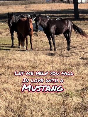 #deafcowgirl #deafhorsetrainer #horsetrainer #fyp #blmmustang #acetheonaqui #ashwintheonaqui #shawavemountainshma #onaquimustang 