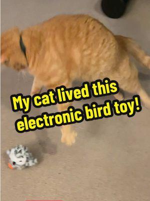 My lazy cat played like a kitten! 🐈‍⬛ #enrichmentforcats #indoorcatlife #toysforcats #cattoys ##crazycatlady##catmomlife##cattok