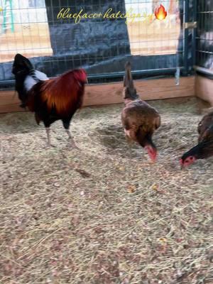 #bluefaceironcreek #ironcreekfarm  #gilliamhatches#💣💣🔥🔥☠️☠️ #gallosamericanos🇺🇲🐓🇲🇽 #carlos8agamfarm #gallosmexicanos🇲🇽 #showbirds🔥🇺🇸 #garrygilliambonecrusherhatch #gallosfinos💯 