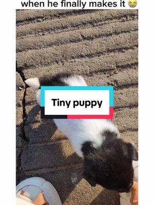 Tiny puppy compilation 🥹 #cutedog #tinypuppy #puppy #dog #cute #creatorsearchinsights 