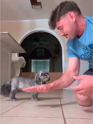 Part312丨Testing the viral “hand in “with your dogs!!!🤣🤣🐶#funnydog #funnyanimals #petvideos #dog #dogsoftiktok #fyp #usa #longervideos #dogs #fypage #fypシ゚viral #fyppppppppppppppppppppppp #fypp #fypdong #fypgakni #fypsounds #fyppp 