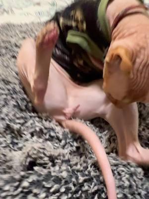 His naughty biscuits were cooked to purrrfection. Clarice was too stunned to speak…..  #naughtybiscuits #nakedcat #mistercrinkles #pretty #cats #catsofinstagram #fyp #viral #meow #lover #cats #donskoy #hairless ##sphynxcat #PetsOfTikTok #nakedcats #sphynxtok #Sphynxaddiction #crazy #funny #funnyvideos #uniquevideos #dinguscatsphynx #backtothekittyshekindofpretty #clariceandmistercrinkles #skinwalkers #naughty #goblin #gremlins #utah #veterinarymedicinine #vetmedlife #clarice #courtney #geriatriccat #meow #senior #BestFriends #catsofinstagram #meow #oldlady #fyp #purr 