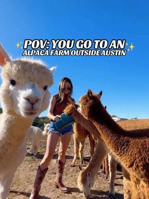 Talk about a serotonin booster 🦙✨🥹 I got to hang out, feed, cuddles, and took the cutest selfies with these fluffy angels 📸✨🥹 ✨ they do tours on Saturdays, it’s $20/adults and $10/children  📍 SUNDANCE HILL ALPACA FARM AND HOMESTEAD - DRIPPING SPRINGS / right outside Austin  #austin #atx #drippingsprings #thingstodo #cute #alpacas 