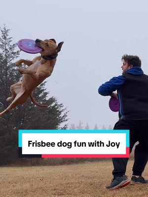 Freestyle disc dog fun in the fog with our Pitbull Joy the Flying Meatball!  #pitbull #rescuedog #DogTraining #dogsports #dogtricks #frisbeedog #discdog #dogsthathike #mansbestfriend 