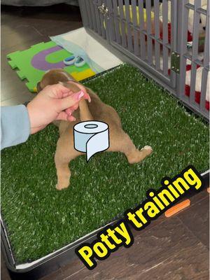 Cocoa is old enough to potty without help so it’s time to start training! Since I don’t have a yard this is a safe way to introduce the concept of using grass to potty. So far so good! #pottytraining #puppy #weeweepatch #pottypad #foster #puppytraining #bekind 