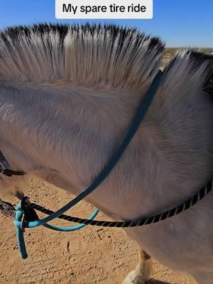 #fjord #fyp #viral #horse #horsetraining #coltstarting #trailride #petroglyphs I was supposed to ride a different horse on this trail ride but that horse decided to nick her leg and come up sore today.