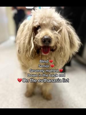 #seniordog #stray #blind #matteddog #dog #neglected #help #save #adopt #adoptme #adoptdontshop #fyp #fypシ #fypシ゚viral #animal #medicaldog 