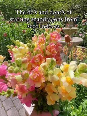 Starting snapdragons from seed this year? Here are a few do’s and don’ts for starting the seeds indoors.🌸 1. Buy seeds from a quality grower. You’ll have greater germination rates. 2. Don’t sow more than one variety per cell tray or container. Different varieties germinate at different rates.  3. Label every cell or pot well with plant variety and the date sowed. You wont remember them later if you don’t. And  keep seed packets for easy reference. 4. Pre-moisten your seed starting mix. Don’t use regular potting mix when starting seeds indoors.  5. Snapdragons need light to germinate so don’t bury the seeds.  6. You don’t need to use a heat mat when starting snapdragons. 7. Avoid watering seedlings from above. Bottom water only so you don’t disturb the seedlings  8. Check seedlings often to make sure they don’t dry out. 9. You don’t need to sow every seed in the packet. It’s ok to save some for next year. 10. Give seedlings enough time to harden off before planting them outdoors. They need that time to acclimate! Got any questions about starting snapdragons from seed? Drop them in the comments below!🌸 Try this, save this tiktok so you remember it later when you are ready to sow your seeds, and follow for more flower gardening inspo!🌸 #flower #snapdragon #cutflowergarden #cuttinggarden #cottagegarden #seedstarting #flowergarden #flowergardening #flowergardenideas #gardening #gardentok #gardeningtips #gardeninghacks 