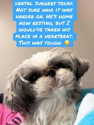 #mywholeheart #precious #shihtzu 