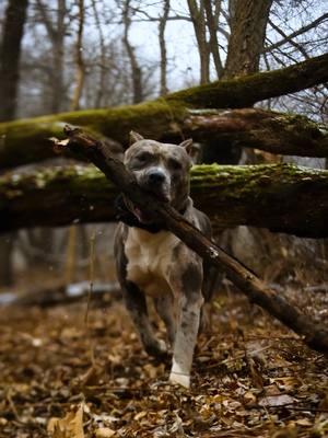 Zareki-O's enjoying his day in the woods playing with the branch he found 😍🐾🐾💙 . #merle_mansion_bullies #merle #merlebullies #puppy #puppies #pitbull #pitbulls #minneapolis #minnesota #americanbullies #americanbully 