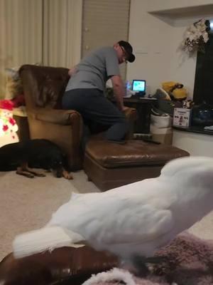 dad bent over & he wanted a piece of him #BanditTheCockatoo #parrotsoftiktok #talkingparrot #cockatoo #umbrellacockatoosoftiktok #umbrellacockatoo #talkingbird #parrot #attitude #personality #bird #birb ##birdsoftiktok #birbtiktok #birbturd #birbtok #birdsofinsta #cockatoosofinstagram #parrotsofinstagram #tiktokfamous #dad #daddy #daddyissues #taunting #wokeupandchoseviolence 