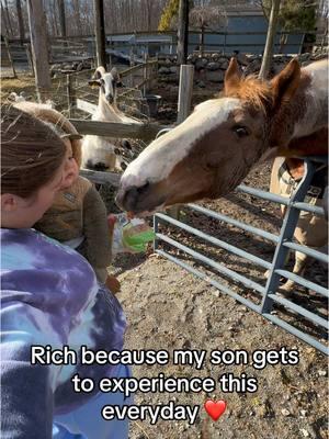 Love this little life of ours 🤠🐴❤️🐾 #animallover #animalrescue #rescuehorses #rescuehorsesoftiktok #momtok #babiesandanimals #kidshorse #for #you #page #capcut 