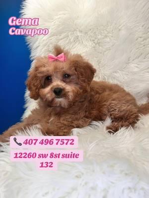 #CapCut #puppytiktok #perritos #viral #petparadiseboutique #dogsoftiktok #dogsoftiktok #cavapoopuppy #shihtzu 