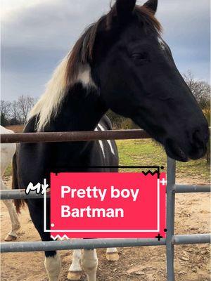 My prettt boy #bartman #prettyboy #painthorse #horsesoftiktok 