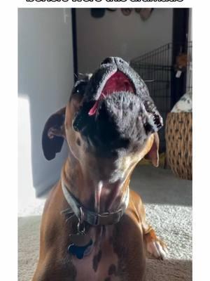 tell me you have a boxer dog without telling me 🤣🐾 #boxersoftiktok #boxerdogs #PetsOfTikTok #boxerdog #dogsoftiktok #boxerdogsoftiktok #puppiesoftiktok #boxers #guiltydog #boxerpuppy #funnydog #dogpuppy #dogvideos #creatorsearchinsights 