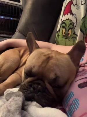 Mommas Baby Boy#baby #puppy #puppytiktok #puppiesoftiktok #koala #clingy #clingypet #rockabyebaby #rockabye #frenchie #frenchiesoftiktok #frenchies #thelife #spoiled #fyp #fypシ #fypシ゚viral #fypage #foryoupage #foryourpage 