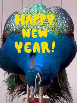 Frederick the Peacock  New Years message for you!  @WendyMcGee #happynewyear #peacockbird #newyearmessage #pavoreal #birdsoftiktok #peafowl #beautifulbirds 