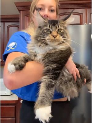 Floki is 7 1/2 month old…14 pounds  #mainecoon #maincoonsoftiktok #catsoftiktok 