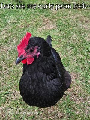 #CapCut  haha Frack look like poof ball  #fypシ゚viral #fypppppppppppppppppppppp  #trending #blackaustralorp #backyardchickens 