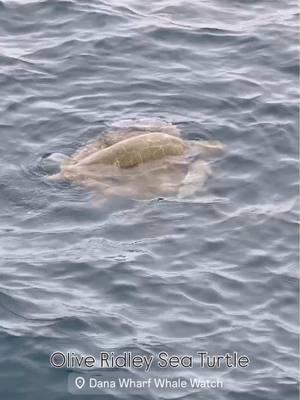 Cuteness 🚨 Alert! Did you know that there are Sea Turtles off the coast of Dana Point? We were lucky enough to encounter an Olive Ridley Sea Turtle 🐢 yesterday on our adventures! #turtlepower #whalewatching #danapoint #danapointwhalewatching #ecotourism #natgeo #visitdanapoint #getoutsidein2025  🎥 @oceanluvr4ever  