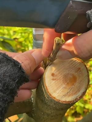 Fruit tree Bark grafting techniques  #fyp #usa_tiktok #grafting #graftingtechniques #plants 