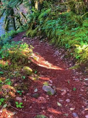 This song always make me cry. Such strong memories of feeling so alone, so sad. What a beautiful voice. #fyp #karencarpenter #70smusic #oregon #hikingadventures #forest 