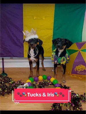 For those not from #neworleans #tucks & #Iris are #mardigras #parade #krewes Today, the 30th day of December 2024, we hear by proclaim the newest members of house McFowlick. Tucks (formerly Cobb) & Iris (formerly Caprese) will from here on reign on the previous thrones of King Mojo🌈🐾🪽 & Queen Nadine🌈🐾🪽 MAY THEIR #REIGNS BE LONG & PROSPEROUS! #rescuedog #puppy #adoption  🥂🎭🐾HAIL TUCKS & IRIS🥂🎭🐾