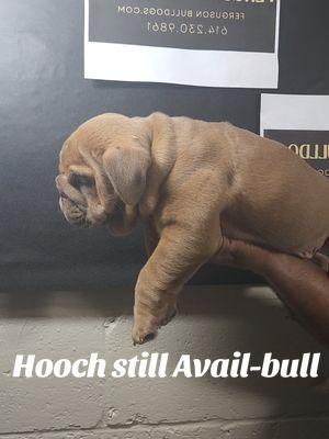 Hooch the only one avail-bull now over here at Ferguson Bulldogs LLC  Come grab him up😁😁😁 #Hooch #columbusohio #gingerbabies #fypシ゚viral #fergusonbulldogs #monroeferguson 