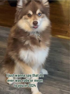 K, thanks! #2024 #2025 #happynewyear #dogsoftiktok #pomsky #dogtok #relatable #iykyk #fyp #foryoupage #cutedog 