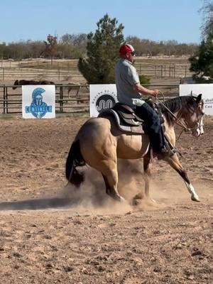 Está Centinelita👌🏼👌🏼👌🏼. ARA Princinela, hija de ARA CENTINELA en nuestra yegua ARA PRISCILLA, ganadora de 10,000 dlls en NRHA.  ••••••••••••••••••••••••••••••••••••• Compren Centis  ••••••••••••••••••••••••••••••••••••• #aqha #nrha #reining #reiner #caballos #caballo #mexico #horse #horses #horsesofinstagram #horseriding #horsepower #horsebackriding #charro #charreria #mexico #cavalo #horsesofinstagram #horseriding #horsepower #horselover #horselovers #horsetraining #horserider #aracentauro #aracentinela