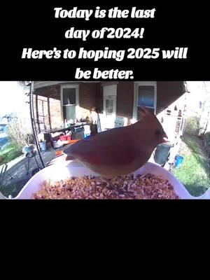 Today is the last day of 2024! Here's to hoping 2025 will be better.  In the meantime enjoy this amazing video from my birdfeeder I have listed below. It's absolutely amazing. Best Xmas I Got for myself. #TikTokMadeMeBuylt #birdfeeder #birdfeeding #feeder #birds #bye2024 #2025   @🦁🐧Sherry🦁🐧 