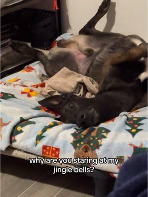 Jingle all the way #malinois #belgianmalinois #dogsoftiktok #pets #malinoispuppy #joke #funny 