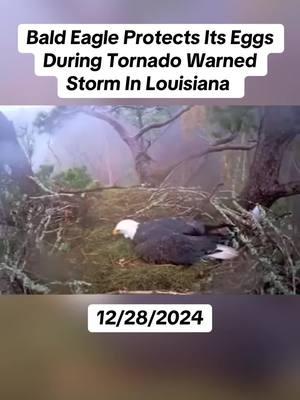 Bald Eagle shielding its eggs while in a tornado warned storm in Louisiana on 12/28/2024. 🎥: USDA Forest Services #weather #severeweather #tornado #baldeagle #eggs #safety #louisiana #animalsoftiktok #fyp  