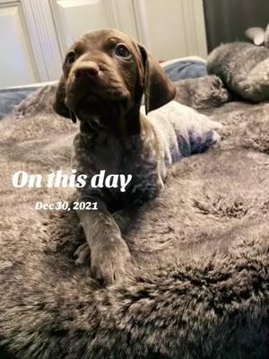 #onthisday #germanshorthairedpointer #gspsoftiktok #maverickgunnar 