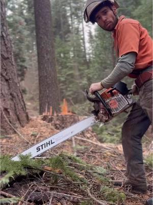 Tik tokers it’s been awhile #fyp#foryoupage#stihl#cull#logger#timberfaller#nature#Outdoors#mountains#stihl661#leavenothingstock#wildassjeans#bendavis#whitefir#lumbermill#trees#eganstraightshot 