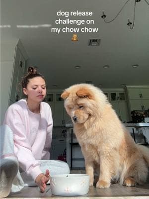 she’s such a good girl ❤️🥲 #chowchow #dogsoftiktok #dogchallenge #dogtrend #releasecommand #training #chowpuppy #puppytok 