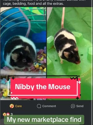 Breaking my hiatus with my newest family member, Nibby! #mouse #mousetok #mice #rat #rattok #smallanimals #fyp #foryou #guineapig #hamster #rescue 