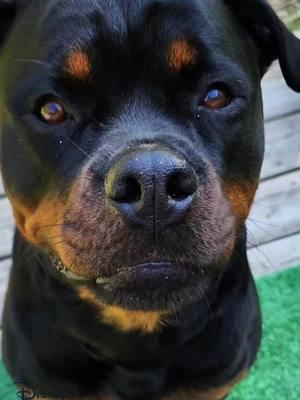 🥹 So cute #Multiaverso #efeito3d #CapCut #viralvideo #foryoupage #fyp #fy #PetsOfTikTok #rottweilersoftiktok #rottiesoftiktok #rotties #disney 