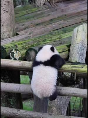 Help!#foryoupage#giantpanda #tiktokanimal#DreamJobPanda#panda#fyp#foryou#viral#funny#comedy