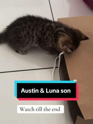 Meet Oscar, the sweetest little boy who’s already stolen our hearts! 💖 Austin and Luna’s son has finally joined the family, and we couldn’t be more thrilled to watch this beautiful family grow. From the moment they met, it’s been nothing but pure love and purrs. 🐾 Here’s to a 2024 filled with endless cuddles, joy, and precious moments together. 🐱✨ #NewFamily #OscarTheCat #PureLove #AustinAndLuna #PurrfectFamily”#bshcat #kucingtiktok #meow #oyen #memroies #buahhati #levis #kittensoftiktok #2024 