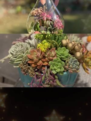 #CapCut #succulents #succulentcreations #succulentarrangements #succulentlove #succulentbite #succulentsoftiktok #succulentpropagation #succulentlover #echeveria #pinterest #gardening #plantsoftiktok 