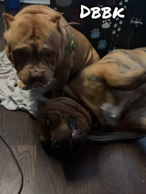 One male one female available. Located in Jacksonville, Florida reach out for more information.##dbbknova #dbbklouie #duvalbullyboykennel #dbbk #dbbkbuster #dbbkginger #dbbkcarmelo #dbbkmslotto ##dbbkbeethoven #dbbkblessyn #proudfamily #donjulio #