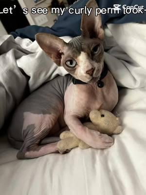 #Sphynx #petsoftiktokfunny #catsoftiktok #PetsOfTikTok #hairlesscat #capcut 