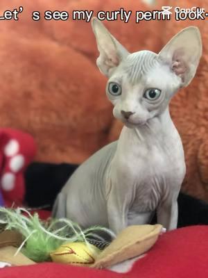 #Sphynx #petsoftiktokfunny #catsoftiktok #PetsOfTikTok #hairlesscat #capcut 