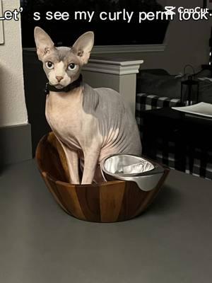 #Sphynx #petsoftiktokfunny #catsoftiktok #PetsOfTikTok #hairlesscat #capcut 