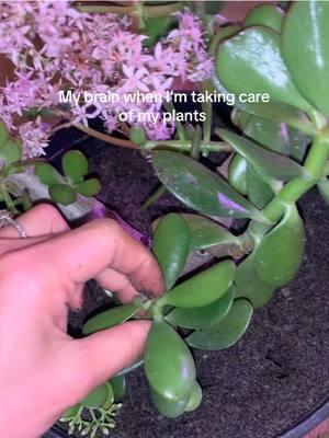 Happy plant mom #plantsoftiktok #jadeplant #houseplants #hobbies #calming 