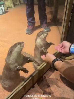 A must do in Dubai! 🥺🩵#dubai🇦🇪uae #duabi #otters #ottersoftiktok #dubaimall #dubaiaquarium #dubaiunderwaterzoo