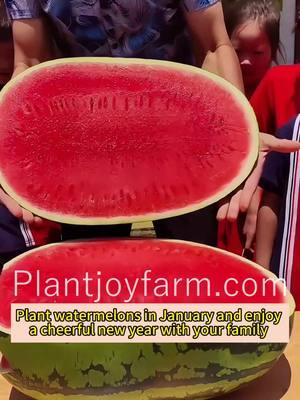 Refresh your summer days with Watermelon 🍉 Easy to grow and bursting with juicy goodness #RubyWatermelon #PlantJoyFarm #NatureSweet #JuicyDelight #GardenFresh #HomeGrown #SweetHarvest #SummerEscape #FreshFlavor #SummerJoy